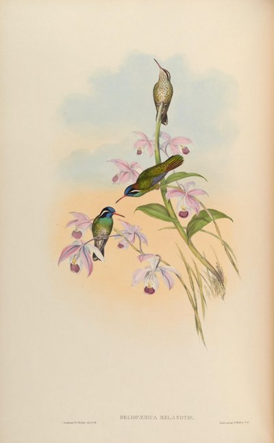 Heliopaedica melanotis = Basilinna leucotis by John Gould